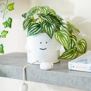 CasaBloom Mini Monstera Indoor Plant for Home & Office