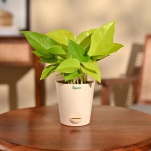 Ugaoo Golden Money Plant Indoor With Self Watering Pot